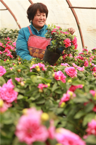 河北：邯郸永年“双节”催热花卉市场