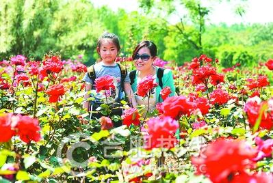 游客正在观赏月季花