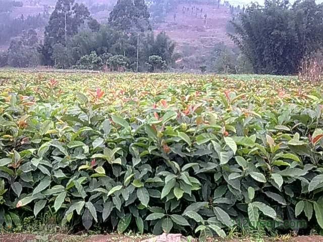 供应黄角树小苗、小叶香樟苗、桂花苗、紫薇苗