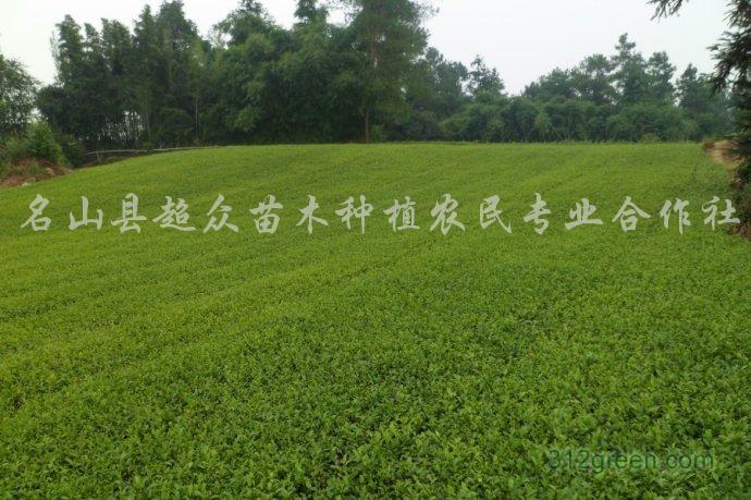 供应乌牛早茶苗