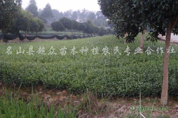 供应安吉白茶茶苗