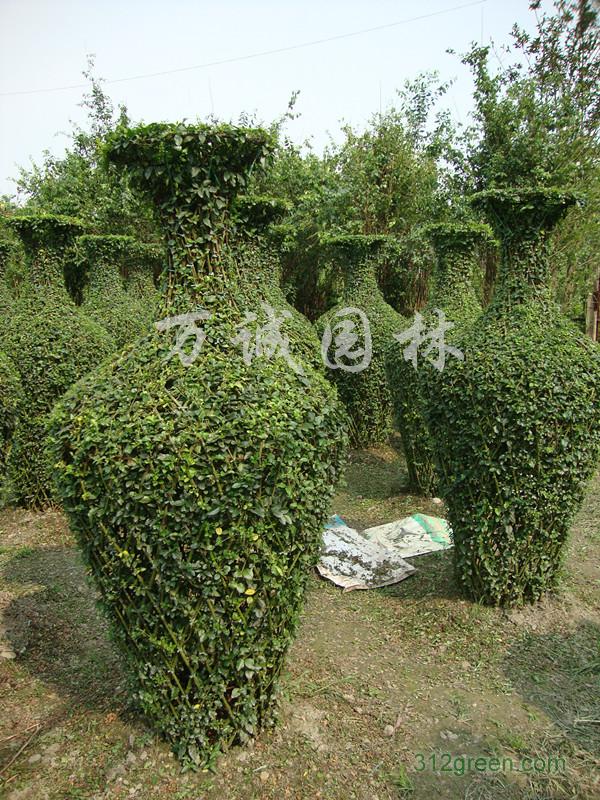 供应常绿植物造型动物、花瓶、方块、圆柱、圆球