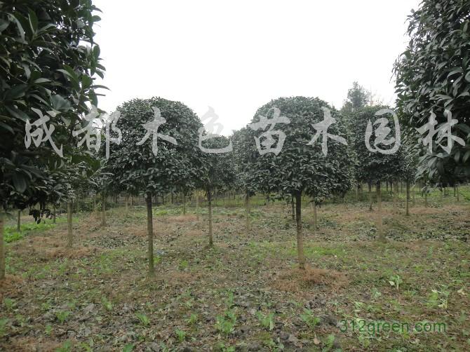 供应高杆桂花、精品桂花、八月桂