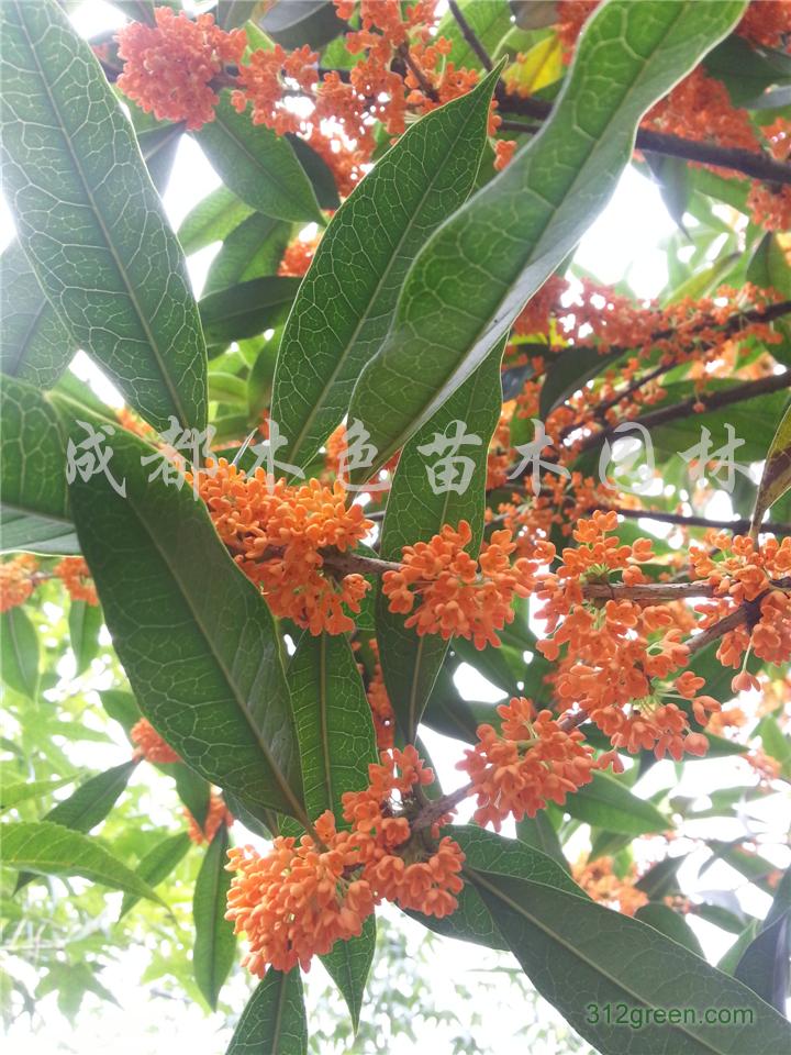 供应高杆丹桂、高杆桂花、高杆八月桂