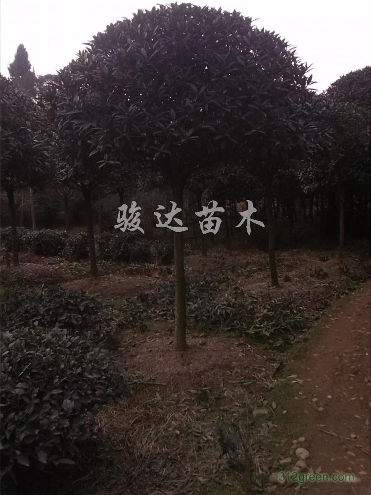 供应朱砂桂、大红朱砂桂