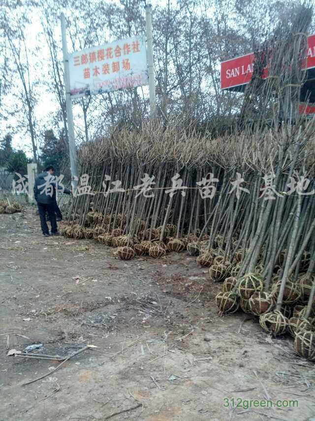 供应樱花
