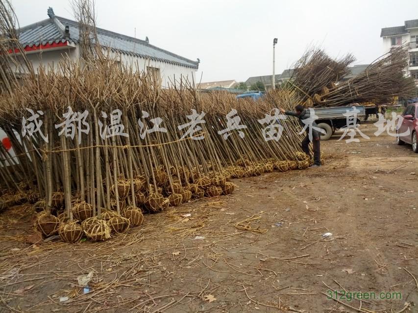 供应四川樱花、成都樱花、晚樱小苗