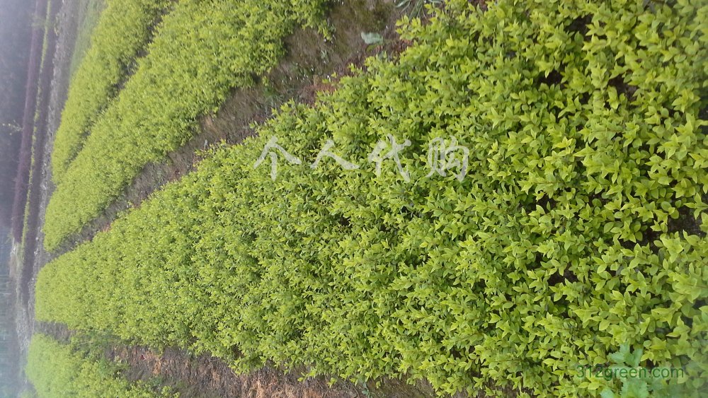 供应高25-40公分金叶女贞地苗50万以上