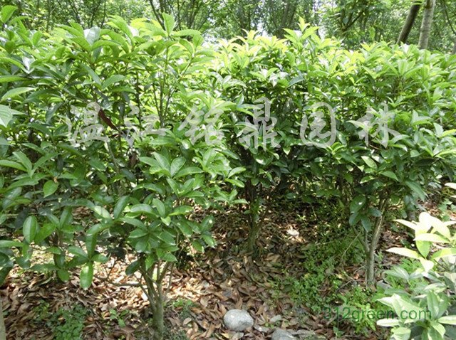 供应四季桂