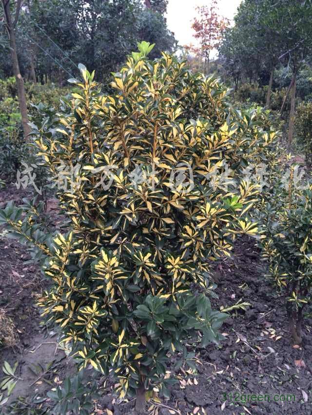 供应金边黄杨