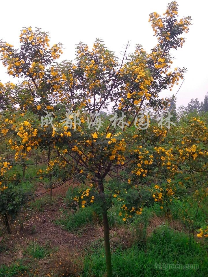 供应2-8公分黄花槐