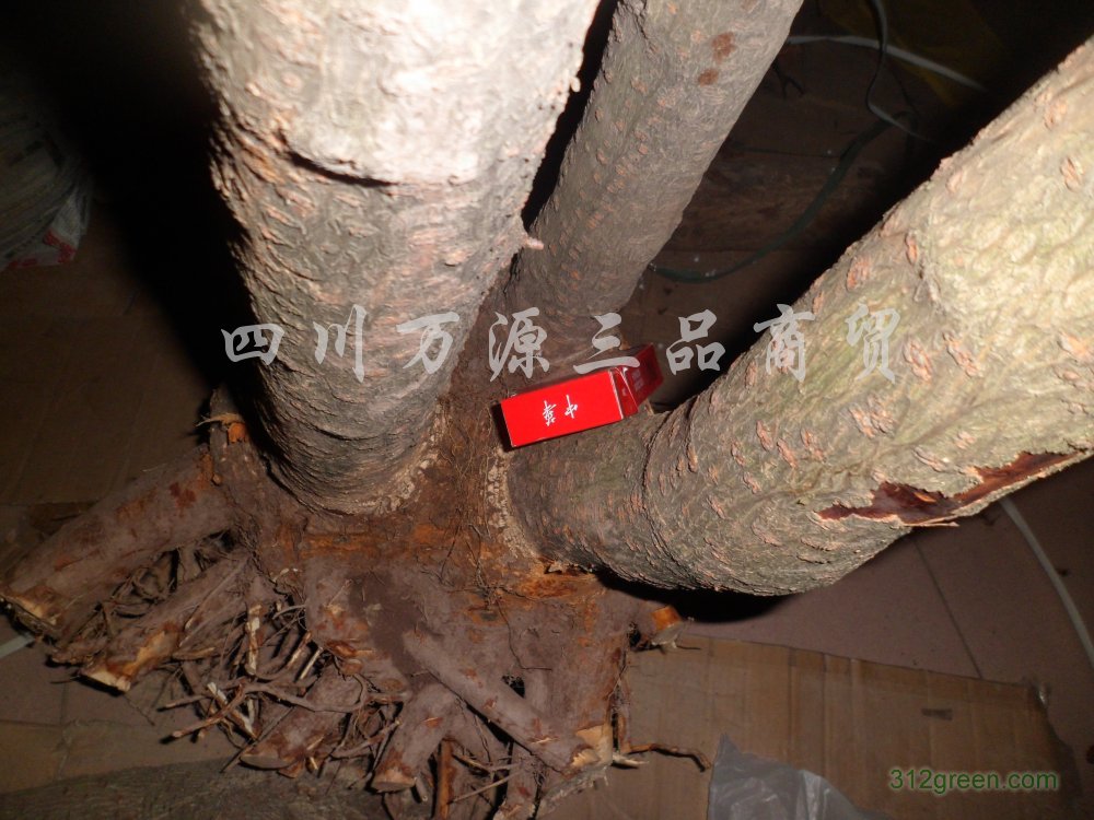 供应腊梅树桩、米径5-18厘米独杆