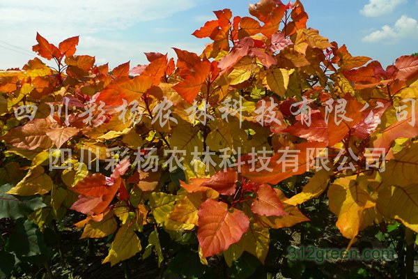 供应正品“红霞杨”Ⅰ号中红杨金红杨