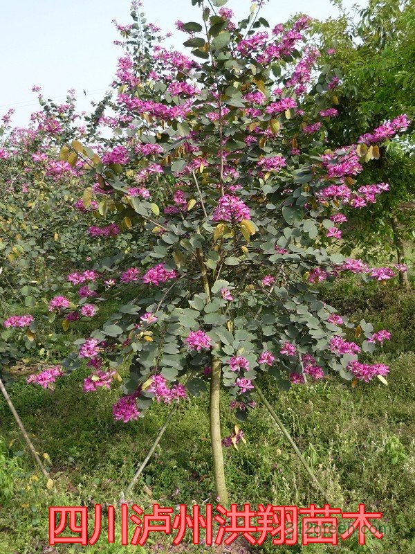 供应羊蹄甲、红花紫荆