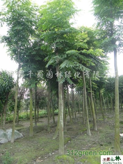 供应米径15公分朴树