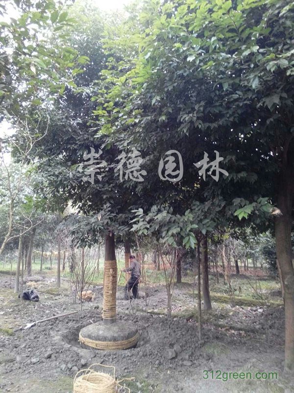 供应天竺桂