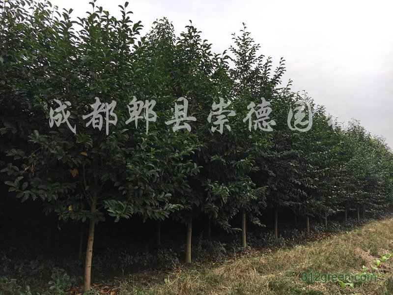 供应乐昌含笑