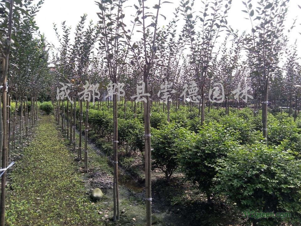 供应垂丝海棠