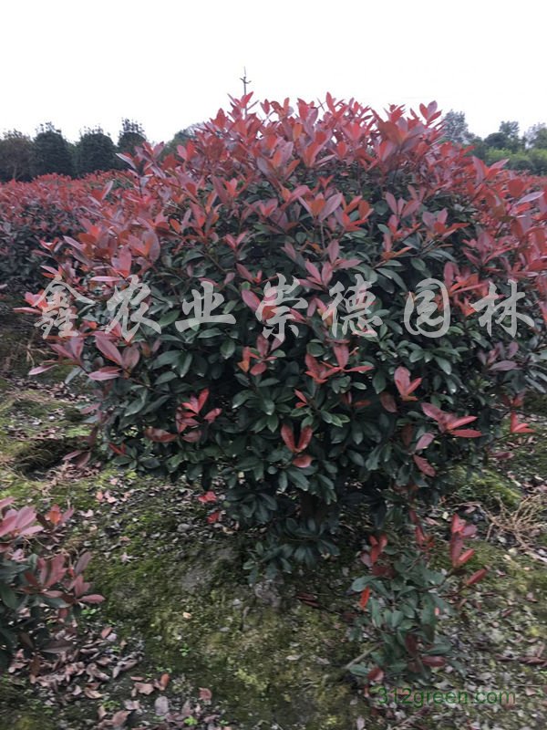 供应红叶石楠球