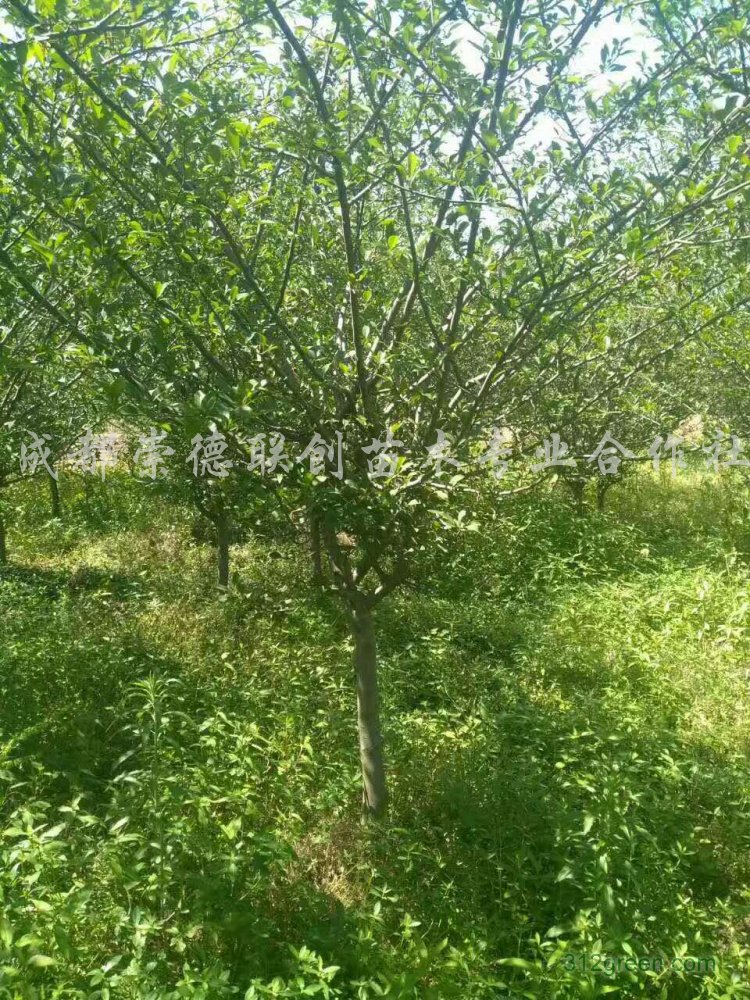 供应垂丝海棠6-7公分