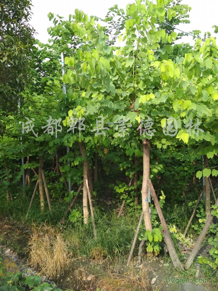 供应羊蹄甲