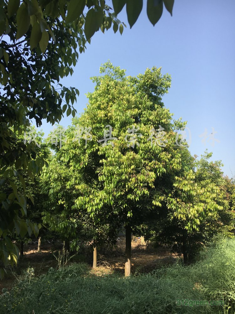供应15公分天竺桂熟货