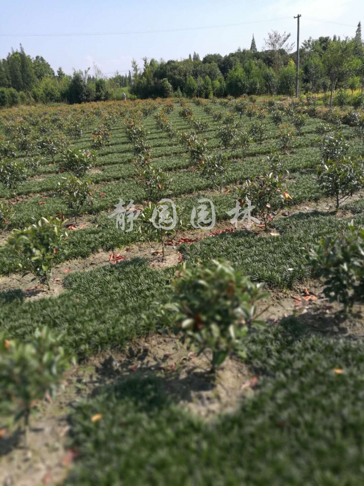 供应玉龙草、日本矮麦冬