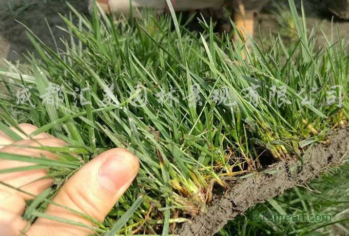 供应冷季型草坪草高羊茅黑麦草混播草皮