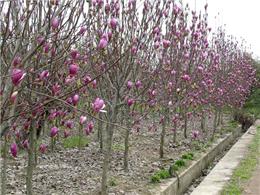 高杆女贞、樱花、紫荆、紫薇、广玉兰、白玉兰、紫玉兰、黄玉兰、银杏、法桐、紫叶桃、碧桃、木瓜、国槐、垂槐、黄金槐、垂柳、金丝柳、栾树、白腊、合欢、水杉、紫叶李、木槿、江南槐