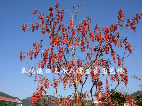 供应山桐子(红子树)