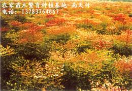 栀子花价格，迎春价格，紫滕价格，爬山虎价格，五叶地锦价格，洒金柏价格，月季价格