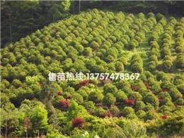 长期供应奉化苗木