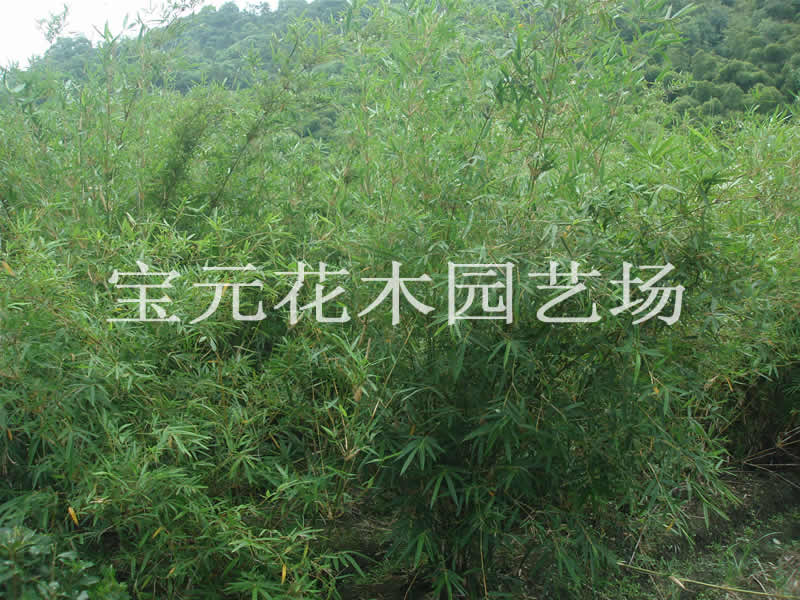 本场大量慈孝竹,芭蕉，以及萧山色块苗