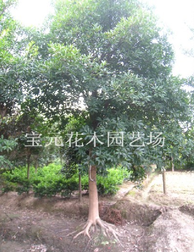 本场大量供应各种规格的杜英