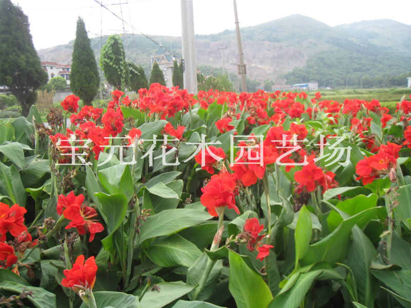 本场大量供应各种规格的红叶美人蕉