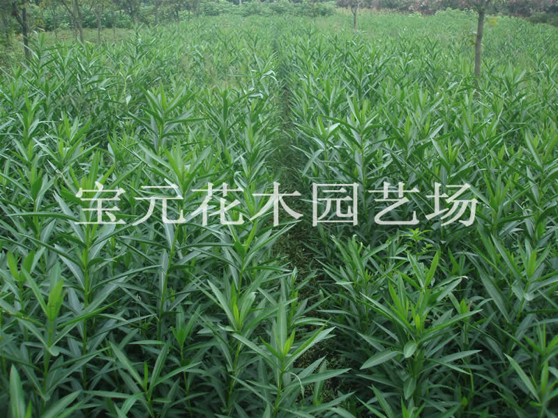 本场大量供应夹竹桃