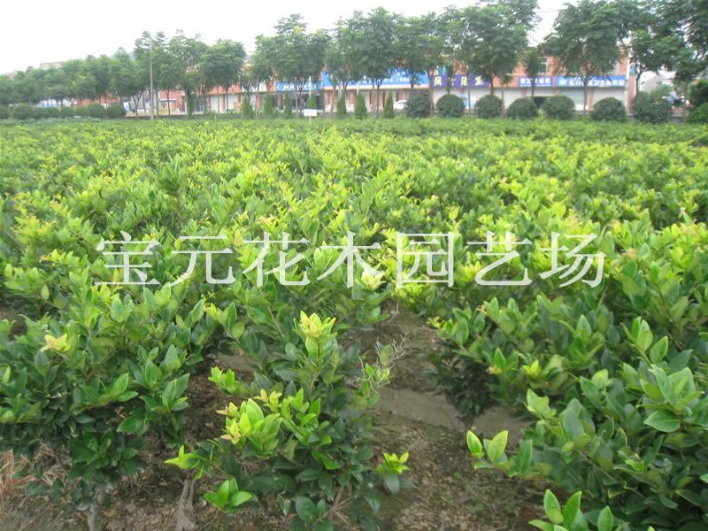 大量供应金森女贞