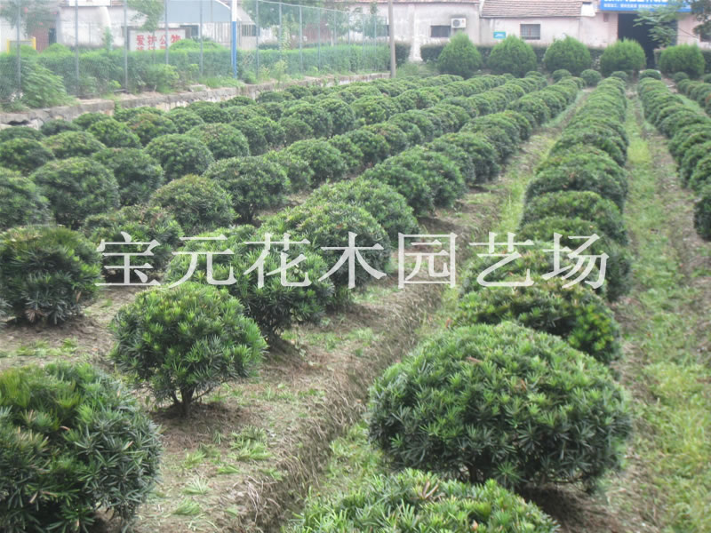 本场大量供应各种规格的罗汉松球