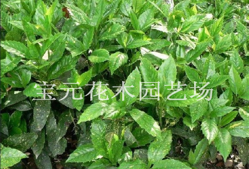 本场大量供应桃叶珊瑚