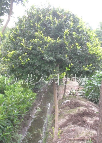 本场大量供应各种规格的大叶女贞