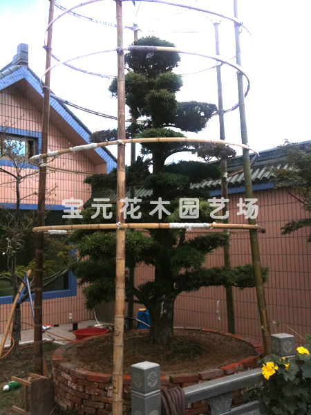 本场大量供应各种规格的造型罗汉松