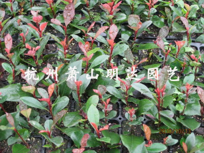 新品种 小叶红叶石楠