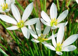 麦冬价格，红花葱兰价格，白花葱兰价格，红花草价格，紫叶醡酱草价格，马尼拉草坪价格