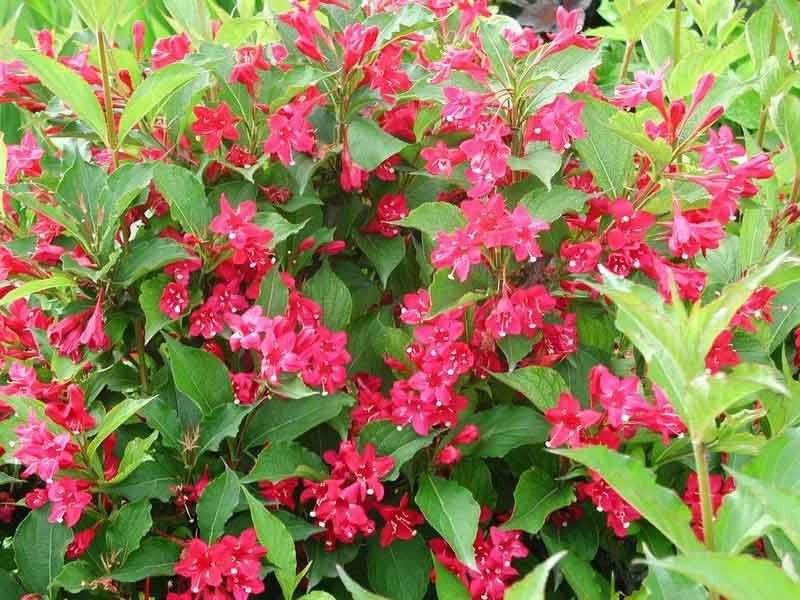 苗圃直销  红王子锦带、红叶小檗