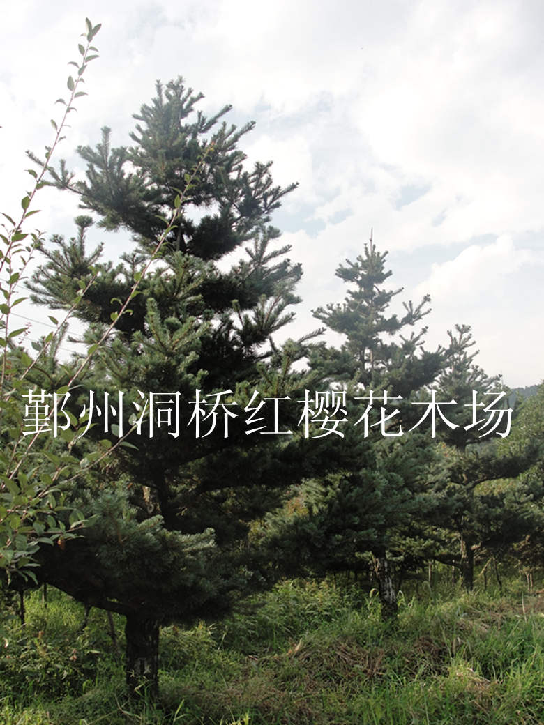 供应格挡规格五针松，大板松