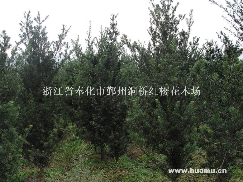 供应格挡规格罗汉松