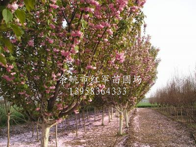 中国红枫之乡供应红枫、樱花
