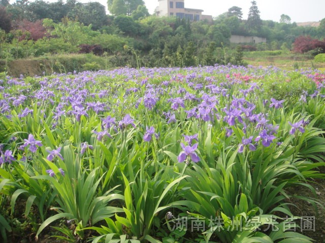 鸢尾,戈鸢尾,鸢尾花