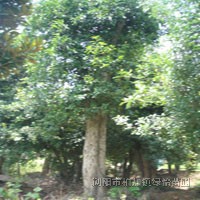 湖南椤木石楠 造型椤木石楠.椤木石楠古桩