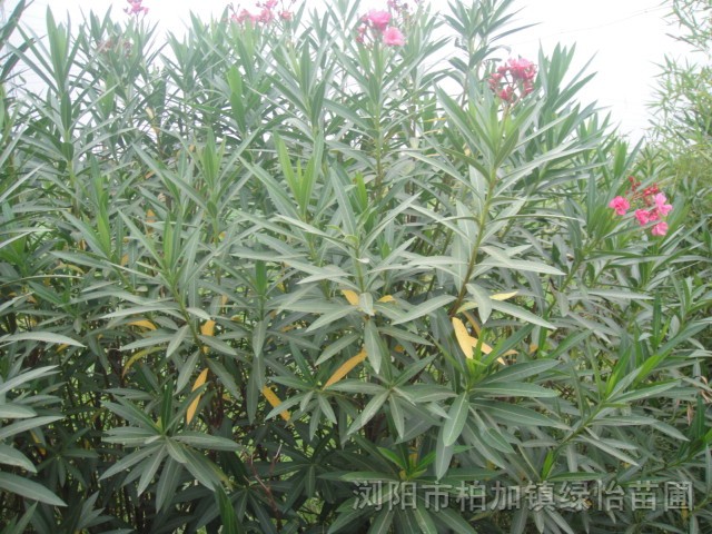 湖南红花夹竹桃 春杜鹃.金叶女贞.香樟.桂花.罗汉松